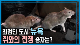 뉴욕 쥐 박멸 정책 1년 | KBS 240323 방송