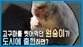 일본 미야자키, 도심에 원숭이 출현 | KBS 240323 방송