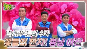 택시맛객들의 수다 : 화려한 꽃들의 잔치! 충남 아산시 | KBS 240417 방송