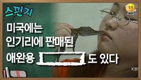 미국에는 인기리에 판매된 애완용 [ ]도 있다. [스펀지 레전드] | KBS 050827 방송