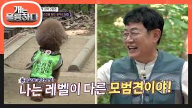 산책 시 줄 당김 테스트😎 너무 웃겨🤣 난장판 속에서 등을 돌려버린 용용이?! | KBS 240624 방송