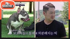 이동 수단에 대한 반응 테스트! 과연 빅은 달려들지 않고 통제에 따를까? | KBS 240701 방송