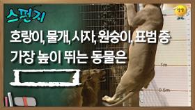 호랑이, 물개, 사자, 원숭이, 표범 중 가장 높이 뛰는 동물은 [ ](이) [스펀지 레전드] | KBS 050910 방송