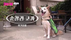 산책 하면서 지역 순찰까지 일석 이조! 너무나도 귀여운 순찰견 ’코카’ | KBS 240724 방송