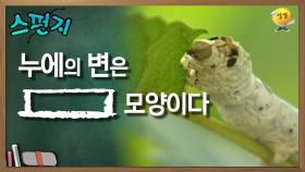 누에의 변은 [ ] 모양이다. [스펀지 레전드] | KBS 050924 방송