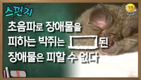 초음파로 장애물을 피하는 박쥐는 [ ]로 된 장애물은 피할 수 없다 [스펀지 레전드] | KBS 051001 방송