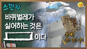 바퀴벌레가 싫어하는 건 [ ]이다. [스펀지 레전드] | KBS 051008 방송