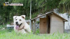 대낮에 펼쳐진 추격전! 대박이를 잡아라! | KBS 241002 방송