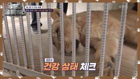 에어컨과 수액까지 준비된 철저한 이송작전! 아빠 만나러🐾 | KBS 241005 방송