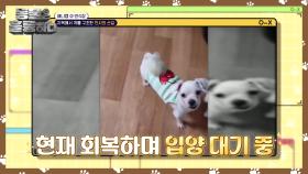 번식장 화재에서 살아남은 강아지들! 회복 후 입양 단계🐶 | KBS 241012 방송