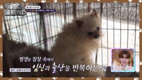 관리에 취약한 불법 번식장! 강아지 구조를 위해 다시 찾은 현장 | KBS 241012 방송