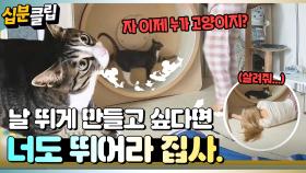 [#십분클립] 자 이제 누가 고양이지? 보호자가 같이 뛰어야 캣휠 타는 고양이🐈ㅣ KBS방송