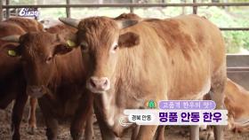 [고품격 한우의 맛!] 명품 안동 한우 | KBS 241028 방송