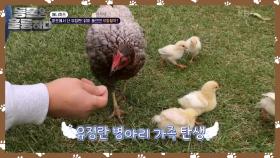 차가운 알에서 깨어난 유정란 병아리 형제들🐣 따뜻한 암탉의 품기 본능! | KBS 241116 방송