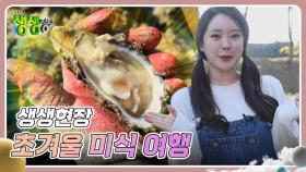 생생현장 : 굴 맛이 꿀맛! 초겨울 미식 여행 | KBS 241119 방송