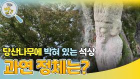 당산나무에 박혀 있는 석상, 과연 정체는? | KBS 241119 방송