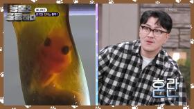 집에서 부화 또는 사육이 가능한 상어? 다 커도 50cm인 두툽상어! 🦈 | KBS 241123 방송