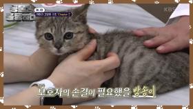 19마리 고양이 구조 챕터 2! 새로운 입양처를 기다리는 냥이들🐈️ | KBS 241130 방송