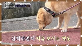 태양이의 경계심을 풀어줄 반복 훈련! 트라우마에 좋은 후각 놀이🐶 | KBS 241130 방송