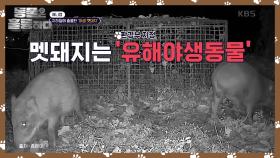 ‘유해야생동물’로 지정된 멧돼지?! 인간과 공존할 방법이 있을까? | KBS 241130 방송