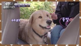 자동차 훈련 시작! 트라우마를 가진 반려견의 공포를 없애줄 홍수법! | KBS 241130 방송