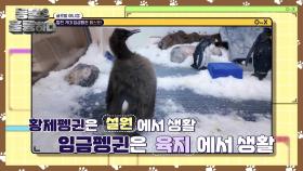 황제펭귄과 임금펭귄의 차이점! 페스토의 털 색깔이 다른 이유! | KBS 241209 방송