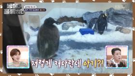 털찐 거대 임금펭귄 페스토! | KBS 241209 방송