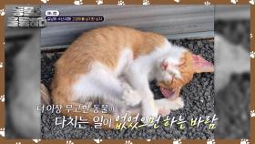 길냥이 수난시대! 고양이를 납치한 남자 | KBS 241216 방송