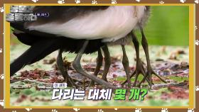 애니퀴즈! 물꿩의 다리가 여러 개인 이유는? | KBS 241216 방송