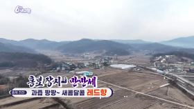 [홍보 장사 만만세] 과즙 팡팡~ 새콤달콤 레드향 | KBS 241217 방송