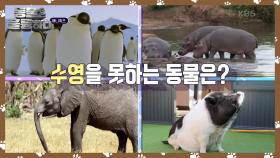 애니퀴즈! 수영을 못하는 동물은? | KBS 241223 방송