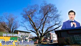 그대는 새 나는 나무🌲 #조명섭 과 함께하는 금산군 복수면 느티나무 / KBS 대전 방송