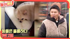 놓친 예능 따라잡기(동물은 훌륭하다 / 1박 2일) | KBS 250116 방송