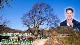 홀씨🌾 #장민호 와 함께하는 세종특별자치시 연서면 와촌리 느티나무 / KBS 대전 방송