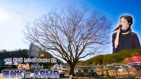 귀인😎 #은가은 과 함께하는 대전광역시 서구 원정동 느티나무 / KBS 대전방송