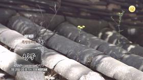 [예고] 3.1절 기획 ＜침묵＞ | KBS 방송