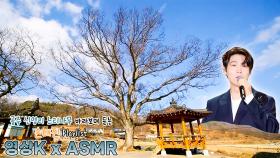 꽃🌷 #손태진 과 함께하는 공주시 사곡면 신영리 느티나무 / KBS 대전방송