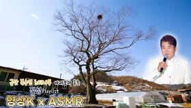 안동역에서🚝 #진성 과 함께하는 금산군 복수면 다복리 느티나무 / KBS 대전 방송