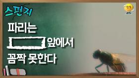 파리는 [ ] 앞에서 꼼짝 못한다 [스펀지 레전드] | KBS 060107 방송