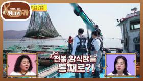 미역 사이에 숨은 전복 따기! 호영과 한 팀이 된 사장님과 지훈 대리🤣 | KBS 250413 방송