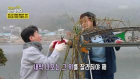원숙의 장미 넝쿨 손질🌹 곰살맞은 다훈과 큰 누나의 소중한 시간! | KBS 250505 방송
