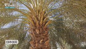 알드카 대추야자 농장에서 맛보는 현지 대추야자! | KBS 250513 방송