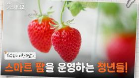 귀농 후 스마트 팜을 운영하는 고흥의 청년들! 백화점 태(?)가 나는 태현의 딸기🍓 | KBS 250608 방송