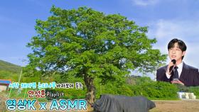 그게 바로 너란 걸👩 #안성훈 과 함께하는 서산시 해미면 반양리 느티나무 / KBS 대전 방송