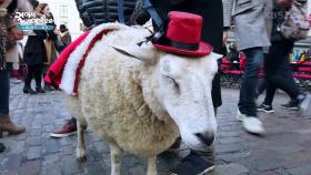 코버트 가든에서 유명한 양, 에이미! “ 소아암 자선 모금을 돕는 병원 마스코트 ” | KBS 250611 방송