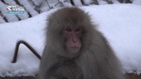 지옥 계곡 야생 원숭이 보호구역 “ 온천하는 원숭이들을 볼 수 있다! ” | KBS 250611 방송