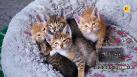 [예고] ＜건축학 고양이＞ | KBS 250509 방송