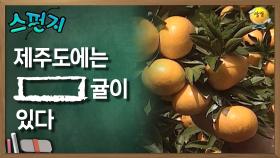 제주도에는 [ ] 귤이 있다 [스펀지 레전드] | KBS 060204 방송