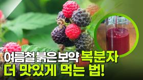 여름철 붉은 보약 복분자! 더 맛있게 먹는 법 | KBS 250714 방송