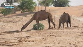 사막에서 만난 귀여운 친구, 낙타 | KBS 250722 방송